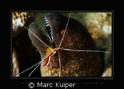 yellow-edged moray with shrimp. taken at bunaken with can... by Marc Kuiper 